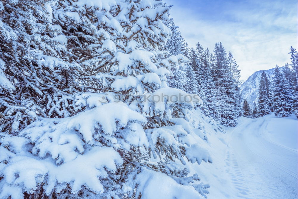 Similar – Christmas Snow Landscape with trees and sunflare, stryn, Norway