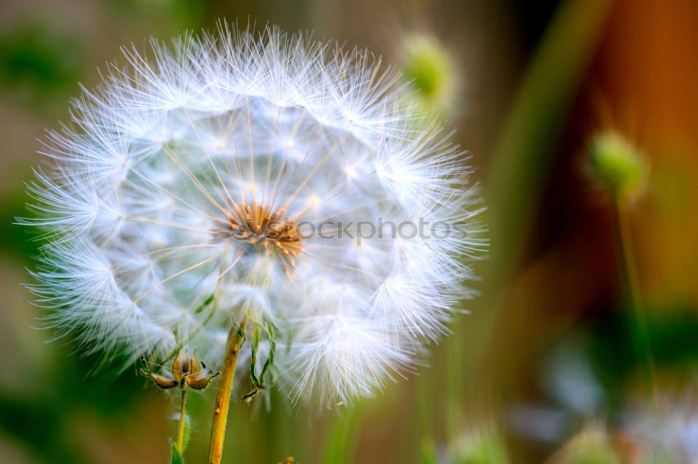 Similar – Image, Stock Photo sad fibre Blossom Pond