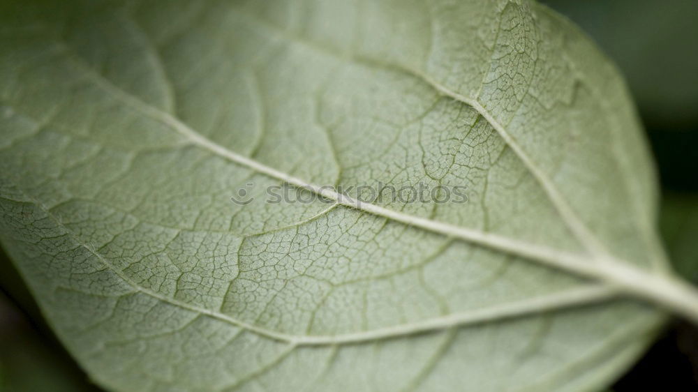 Similar – Image, Stock Photo veins Leaf Green