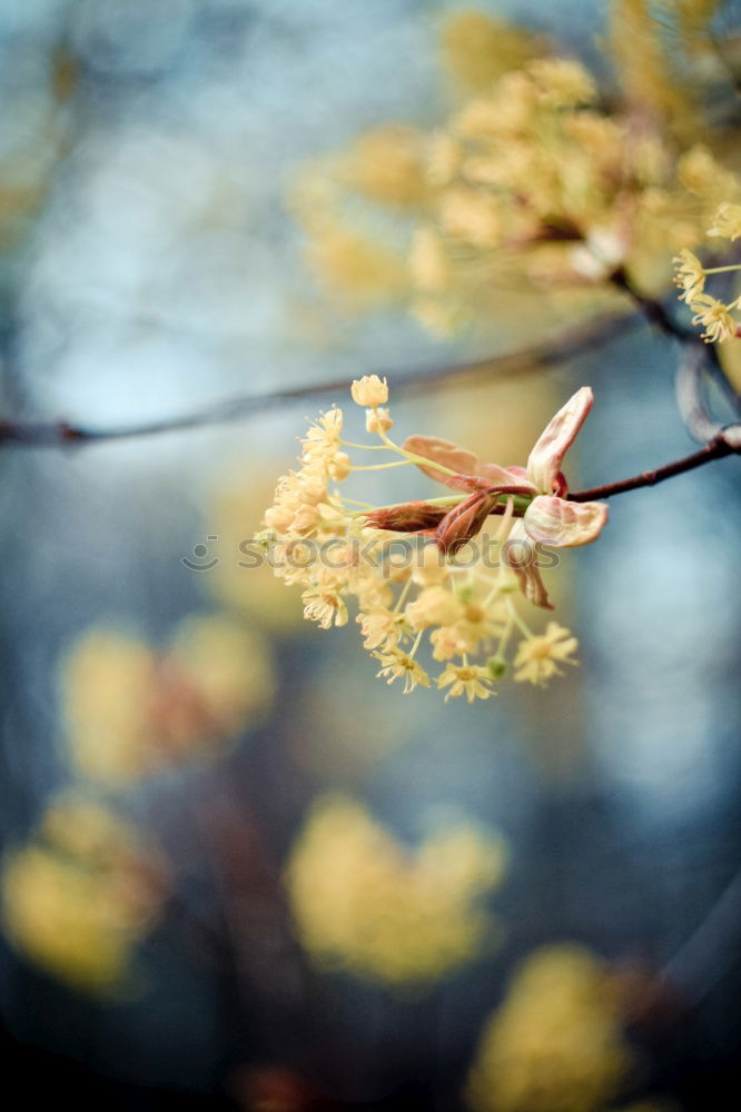 Similar – beech forest Nature