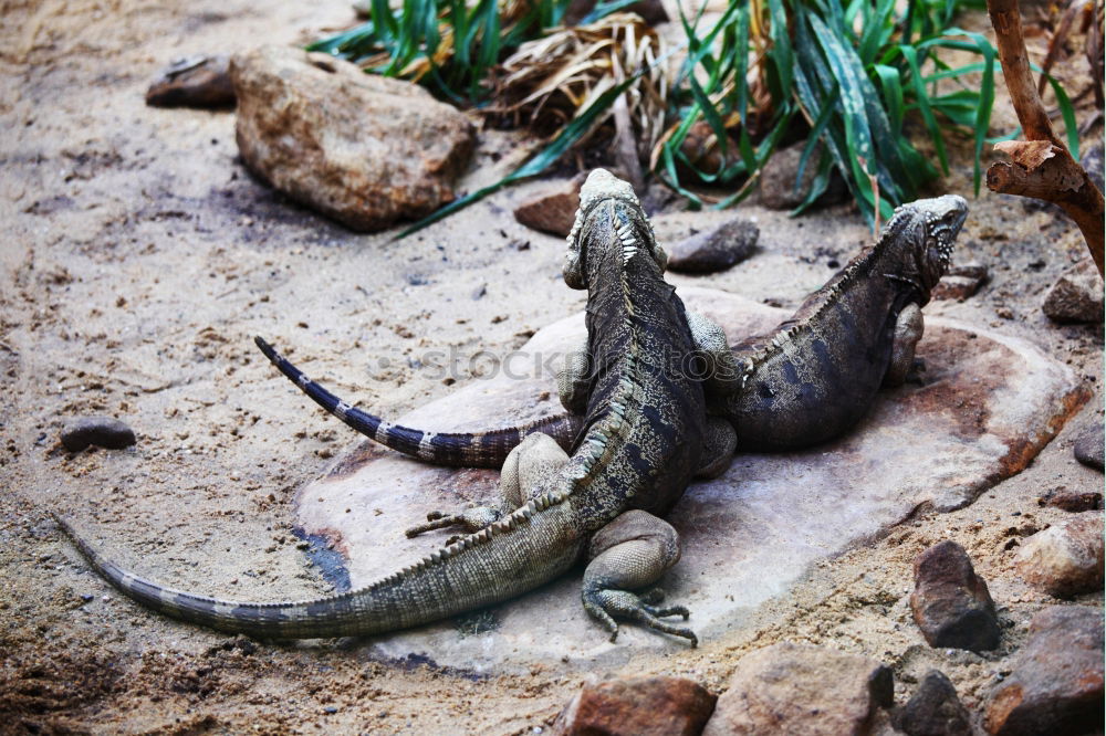 Similar – Image, Stock Photo You got something for me?, Green Lizard is looking for a photographer on Fraser Island. Queensland / Australia