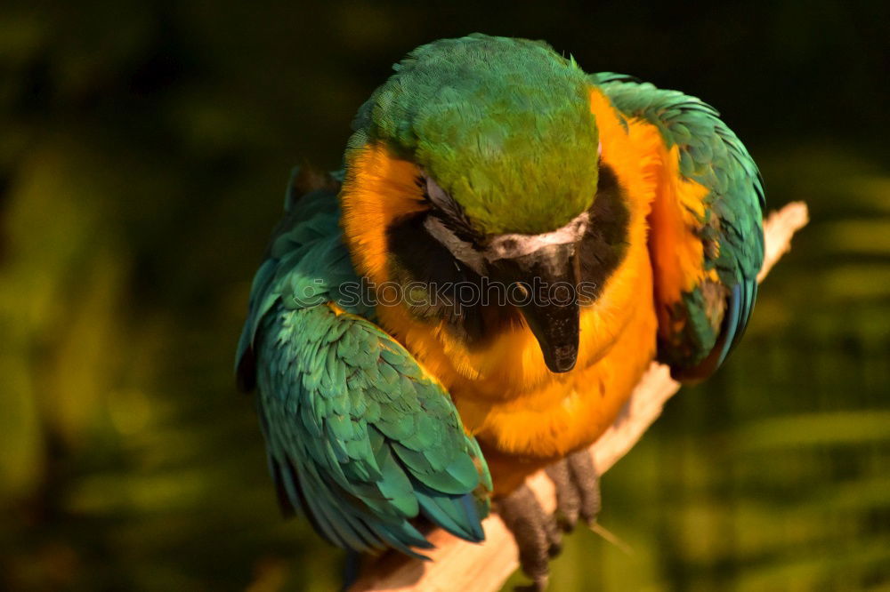 Similar – Parrot in a tree Exotic