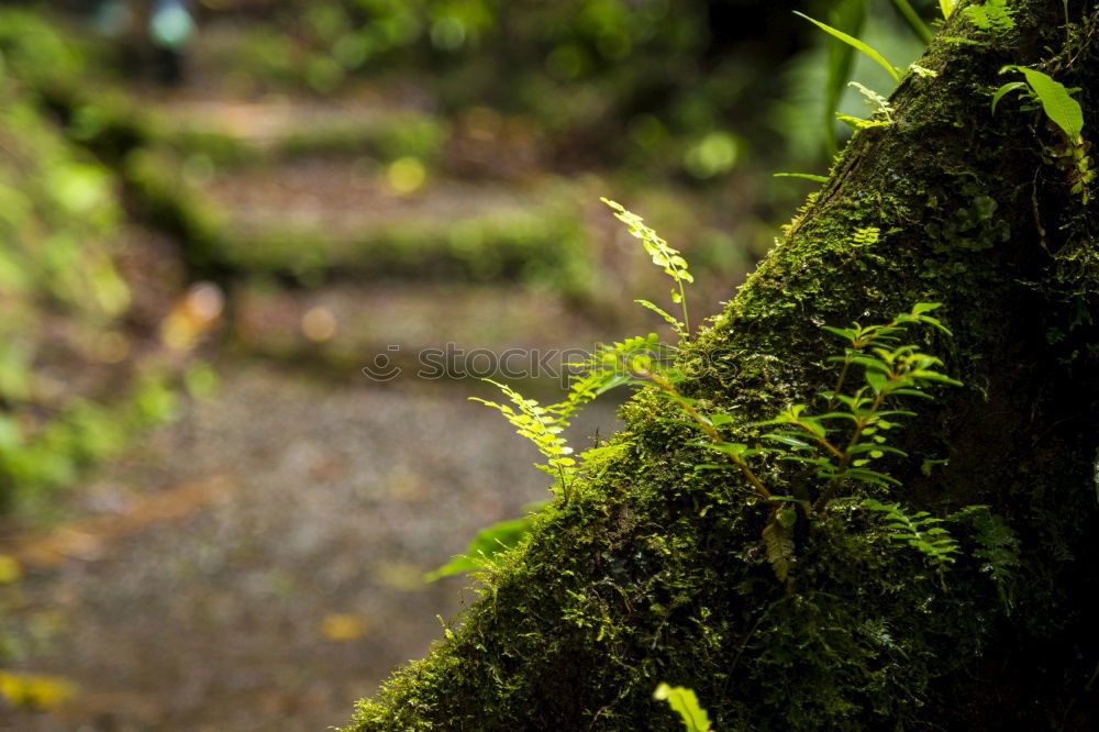 Similar – Image, Stock Photo simply moss on a stone by the sea