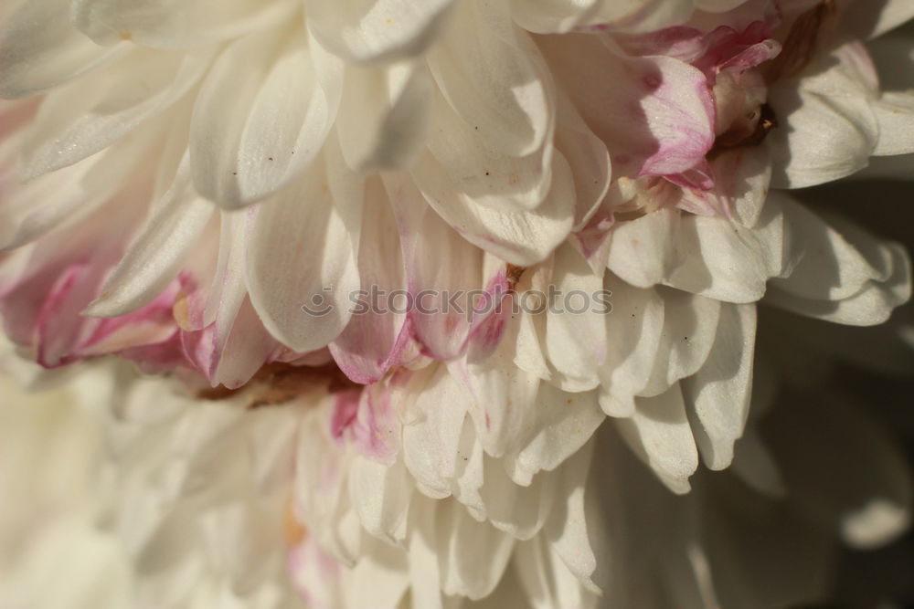 Similar – Image, Stock Photo withered beauty Plant