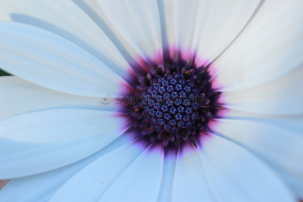 Similar – white flower *3 Flower