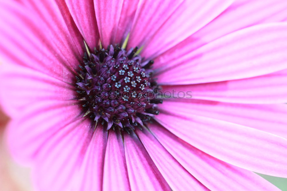 Similar – View into the flower of a purple anemone with purple stamens