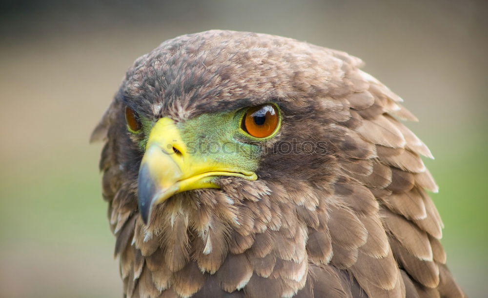 Similar – Image, Stock Photo Common Buzzard Biology