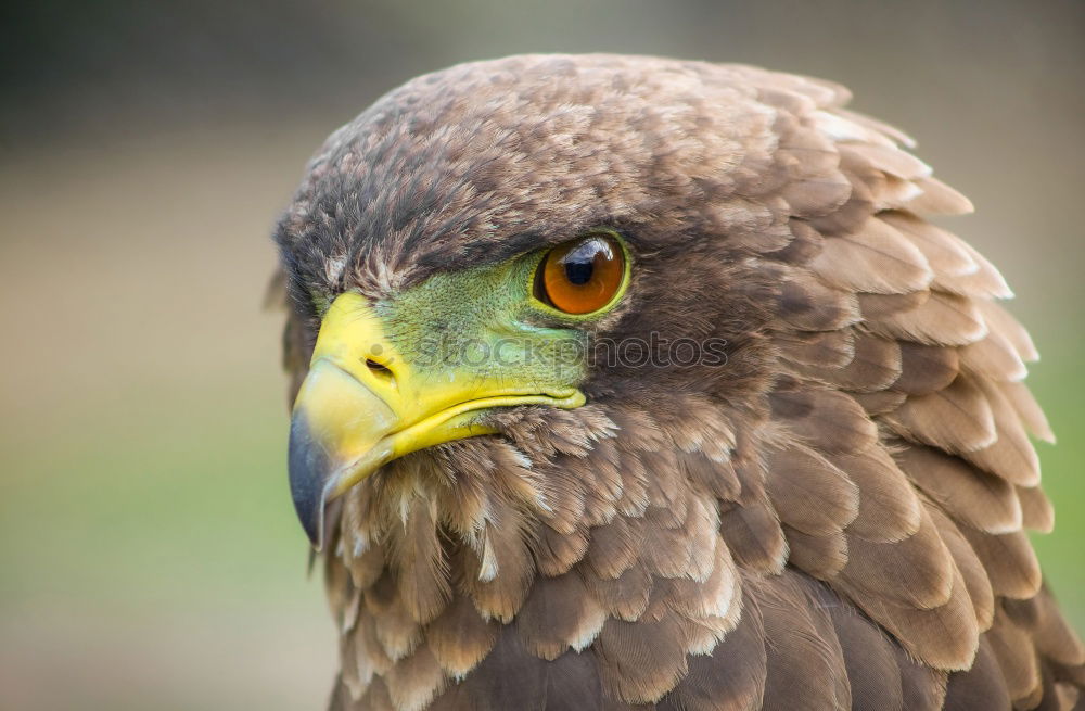 Similar – lucky blue Animal Bird