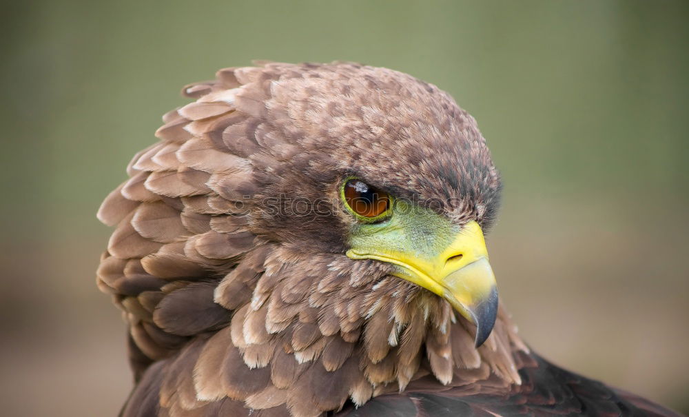 Similar – lucky blue Animal Bird