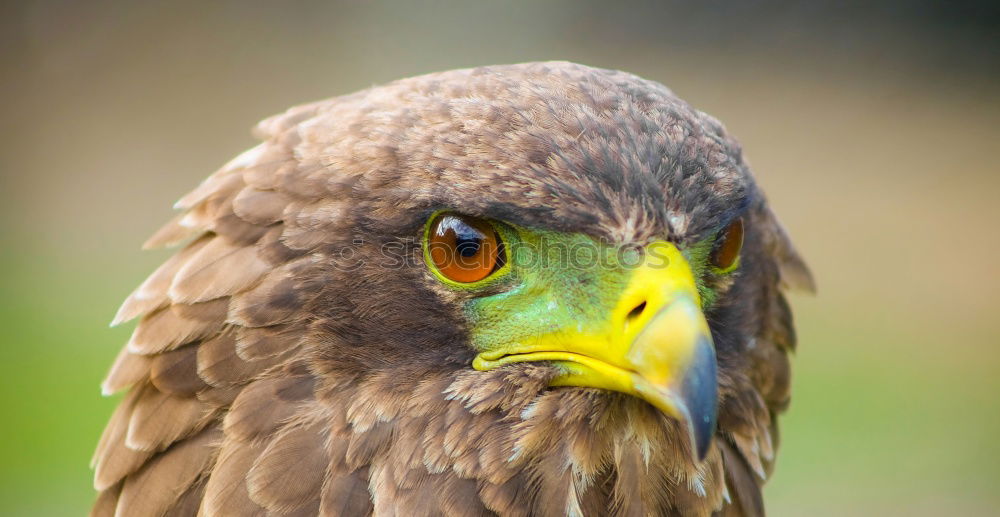 Similar – Yellow-billed Kite