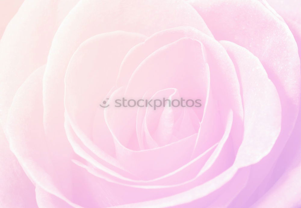 Similar – Image, Stock Photo perfection Nature Plant