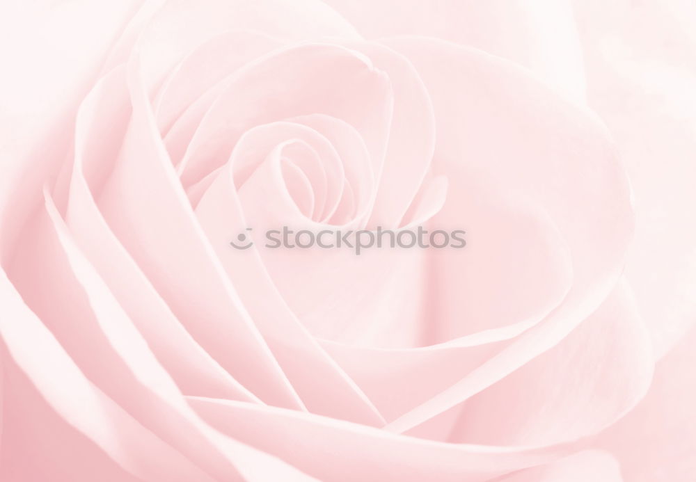 Similar – Image, Stock Photo Pink Kitsch Rose Elegant