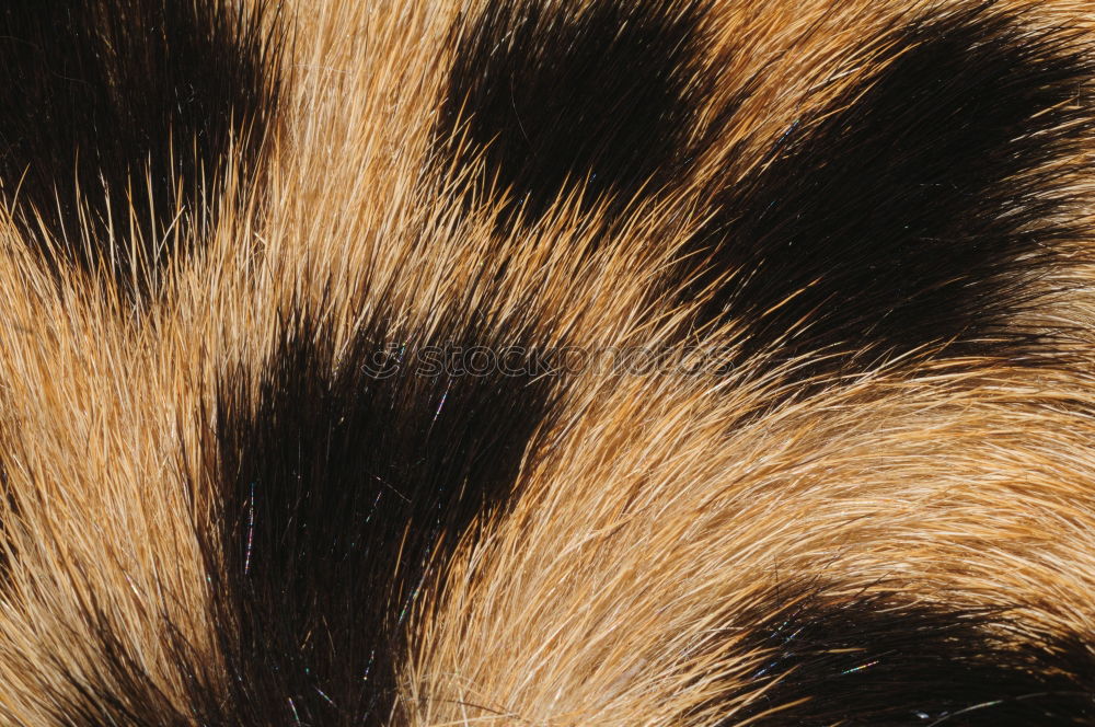 Similar – Image, Stock Photo fur samples Animal Pet Cat