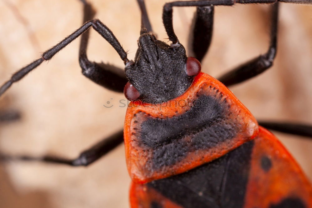 Similar – Black and Red Butterfly