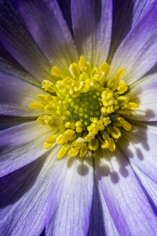 Similar – Ville de Lyon, Clematis Hybrid