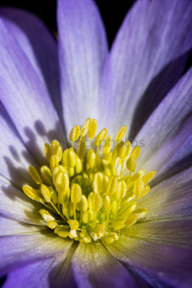 Similar – pink, yellow, green, anemone