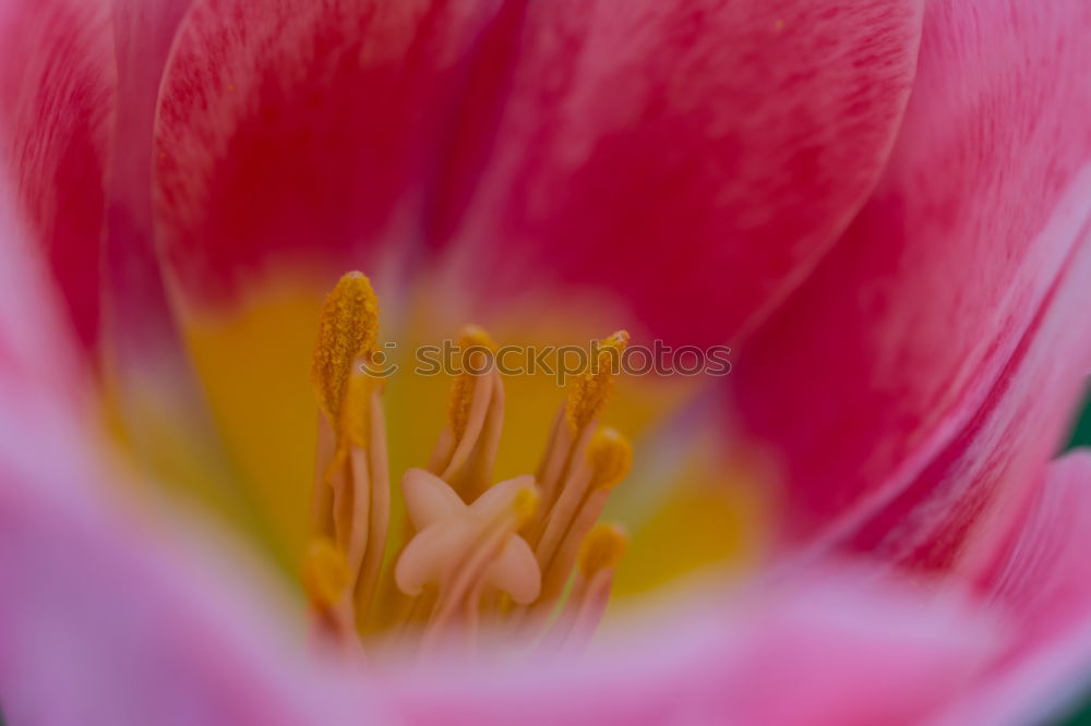 Similar – opium poppy,flower