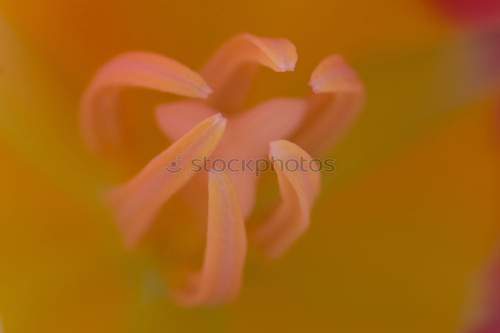 Similar – Image, Stock Photo lily Lily Blossom