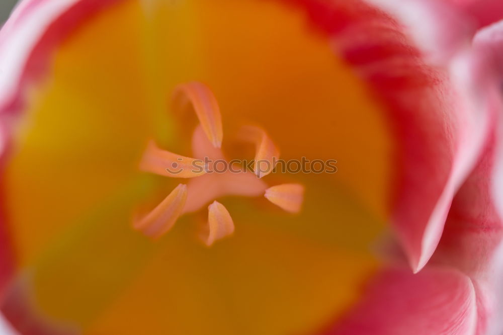 Similar – lily Plant Summer Flower