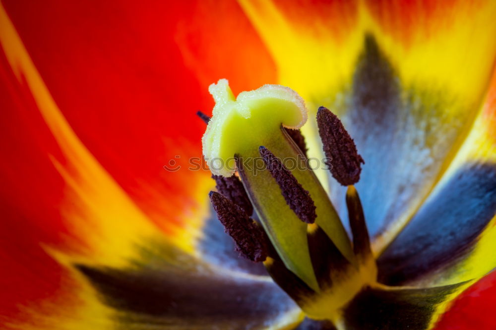 Similar – Image, Stock Photo Poppy seed in a double pack