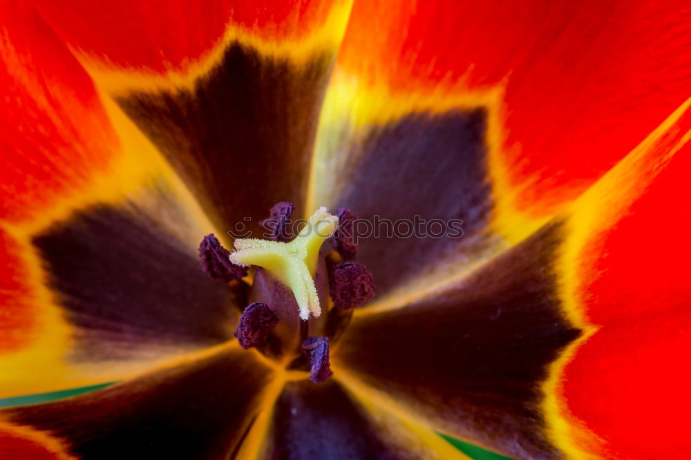 Similar – Image, Stock Photo Poppy seed in a double pack