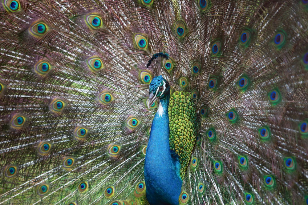 Image, Stock Photo Peacock 1 Environment