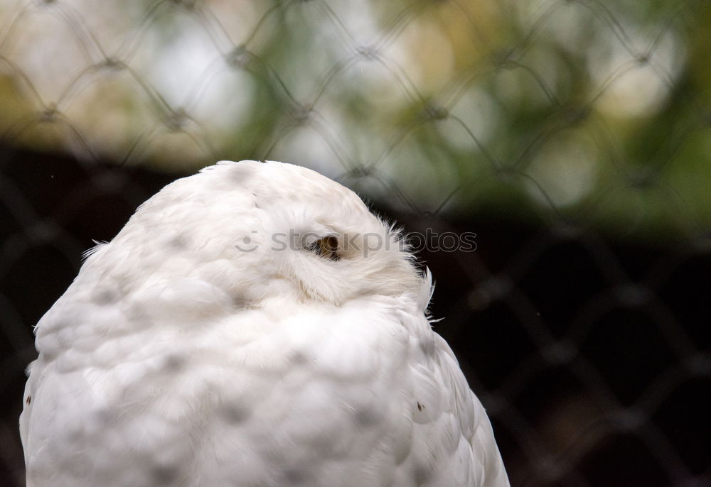 Similar – Image, Stock Photo seagull enclosure Summer