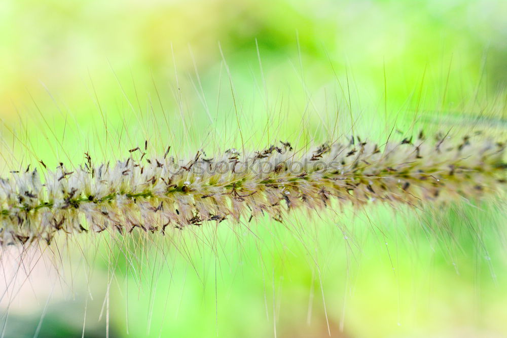 Foto Bild Kleiner Wurm träumt von der Weite.