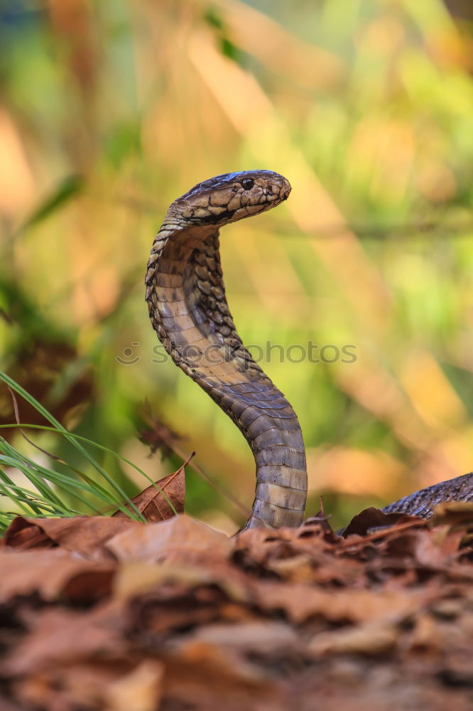 Similar – Image, Stock Photo 478 legs Nature Summer