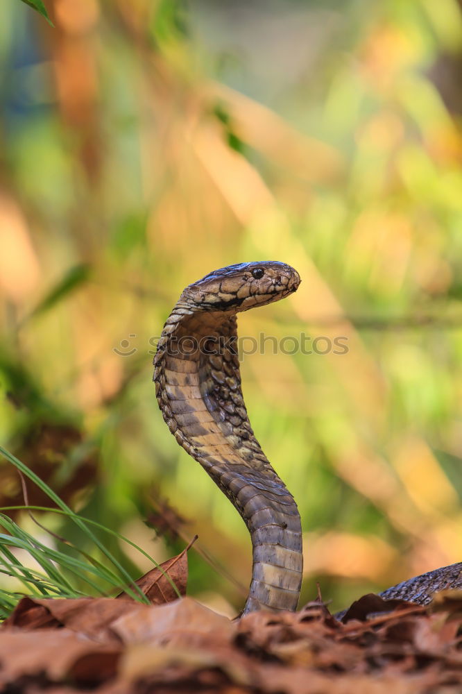 Similar – Image, Stock Photo 478 legs Nature Summer