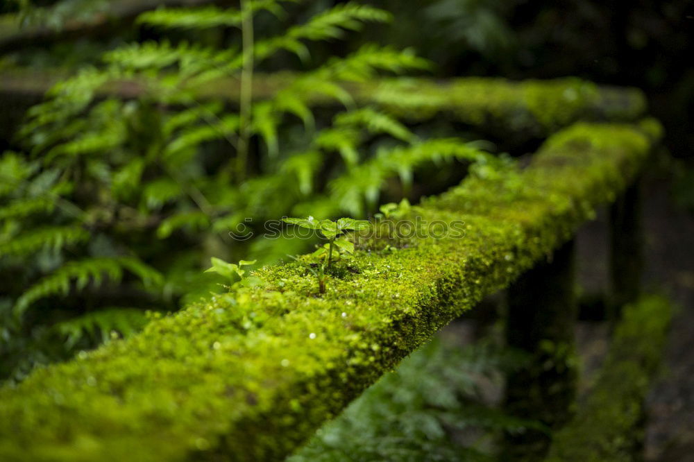 Similar – Image, Stock Photo sib Nature Landscape Plant