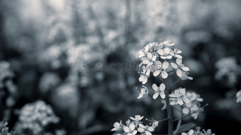 Similar – Image, Stock Photo Stella Alpina Edelweiss