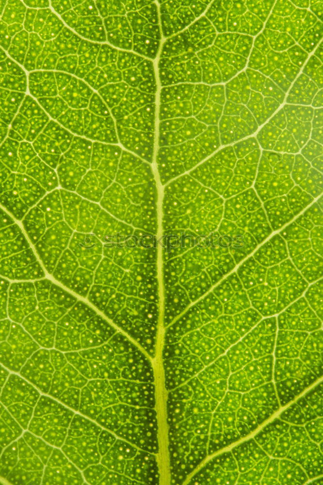 Similar – Image, Stock Photo Beginning Of The End Leaf