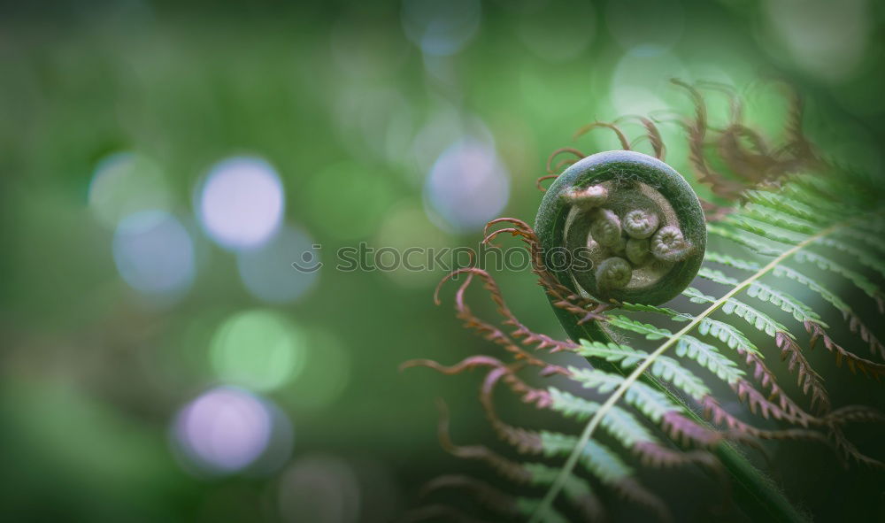 Image, Stock Photo Bouquet [Bokeh] in wintergreen