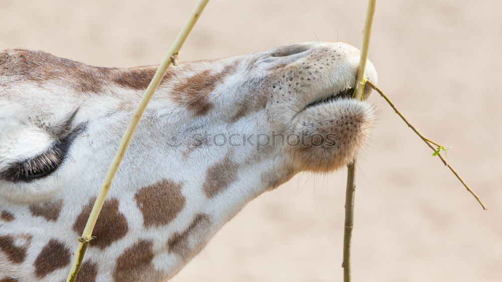 Similar – The longest neck in the world