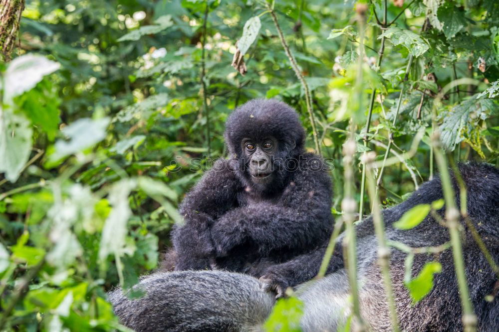 Similar – A gorilla eats leaves in the Impenetrable Forest