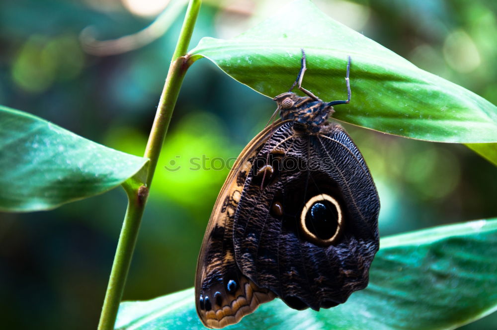 Similar – Image, Stock Photo Pigeon tail; macroglossum; stellatarum;