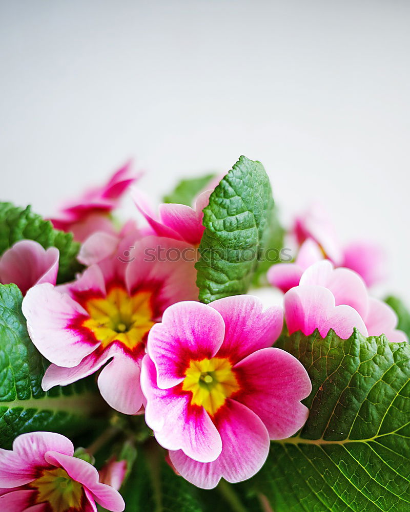 Pink primroses on red wooden table