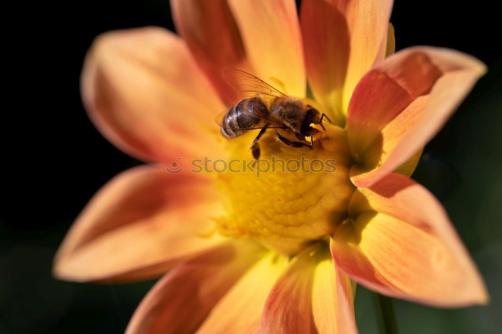 Similar – bee Bee Nectar Flower