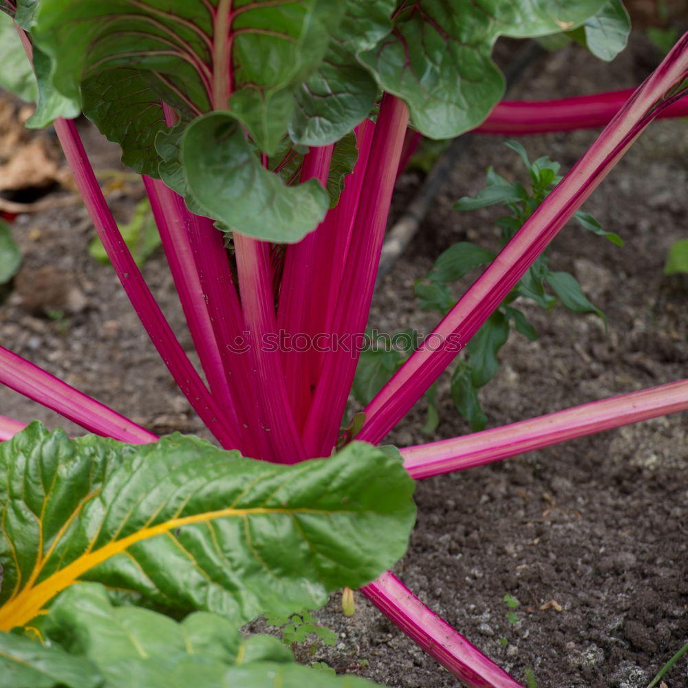 Similar – Image, Stock Photo Picking red beets