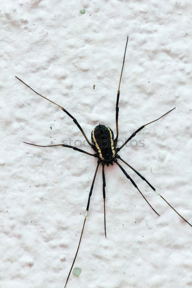 Similar – Close up of a spider and an ant