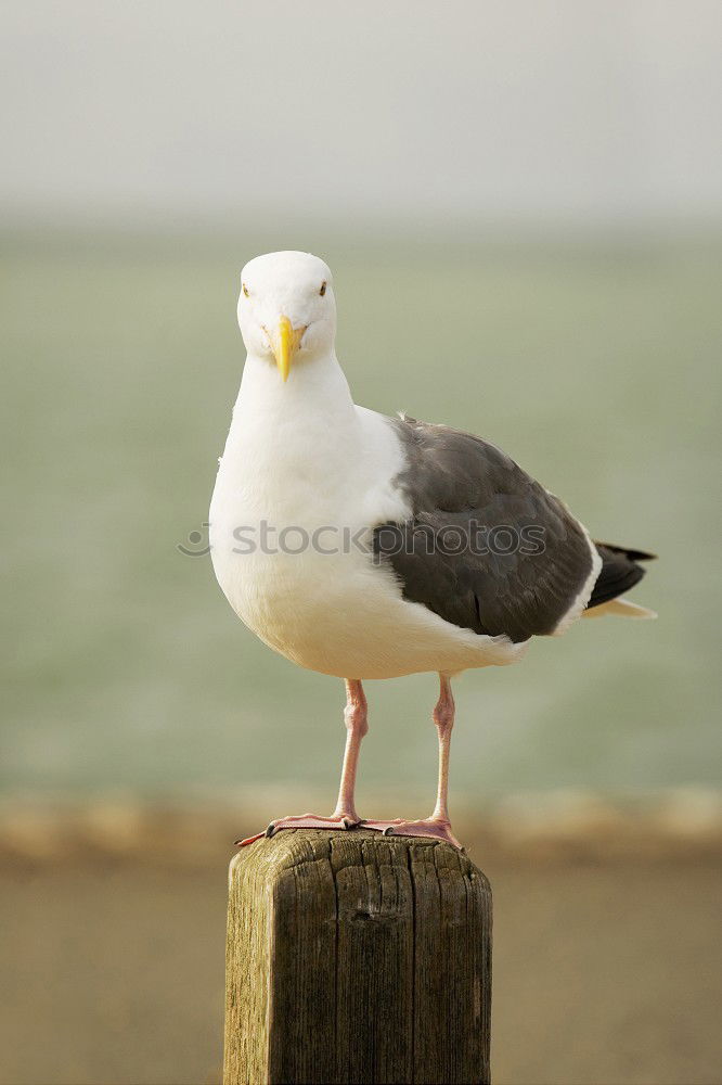 Similar – Image, Stock Photo Food? Animal Bird 1