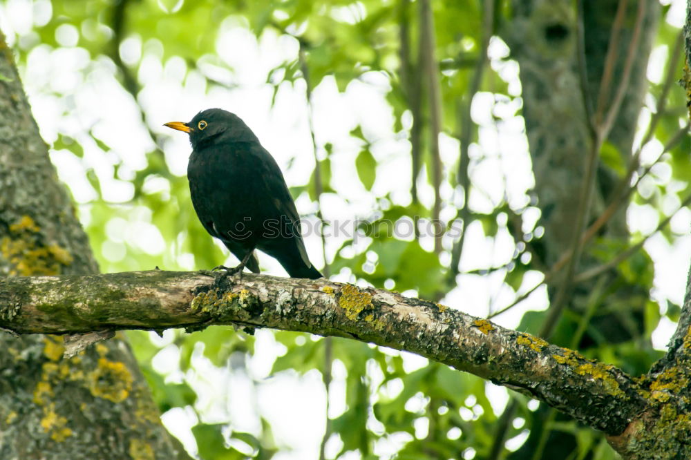 Similar – Image, Stock Photo Blackbird in a tree