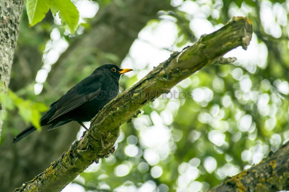 Similar – Image, Stock Photo Blackbird in a tree