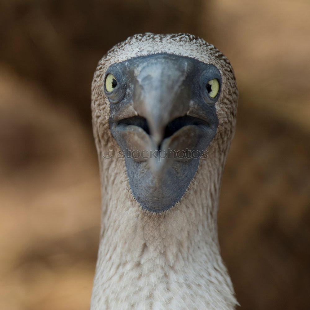 Similar – Look me in the eye. Stork