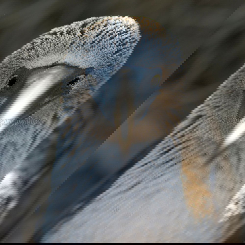 Similar – Image, Stock Photo Flock of penguins on beach