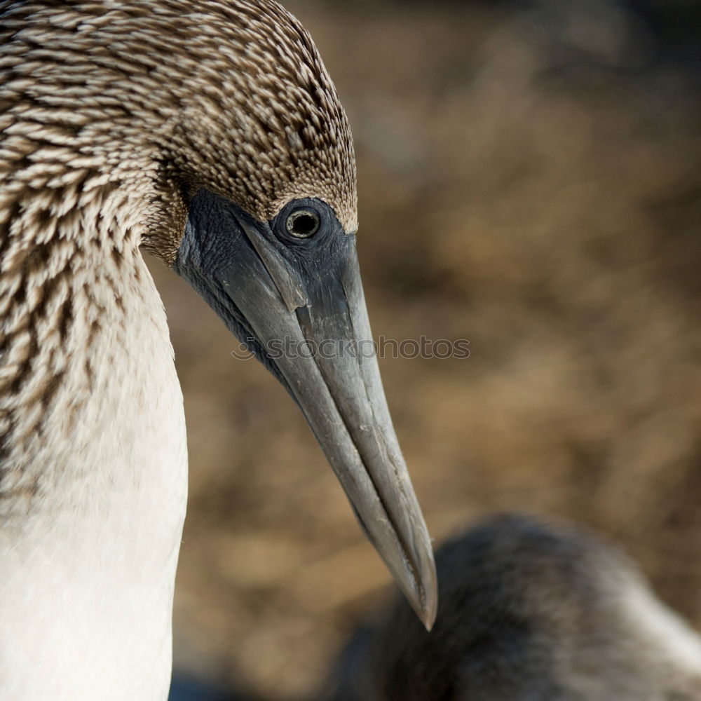 Similar – pelican Bird Pelican