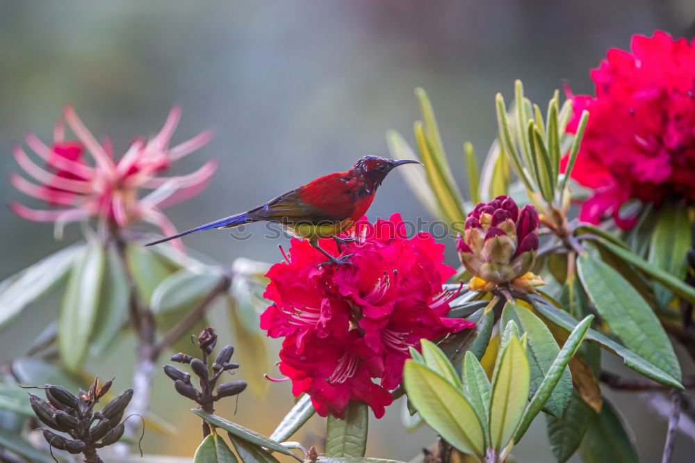 Similar – Foto Bild Kolibri II Ausflug