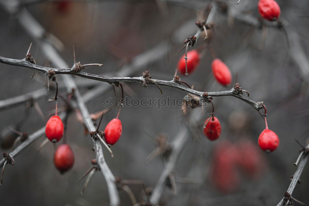 Similar – Frosty fruits Nature