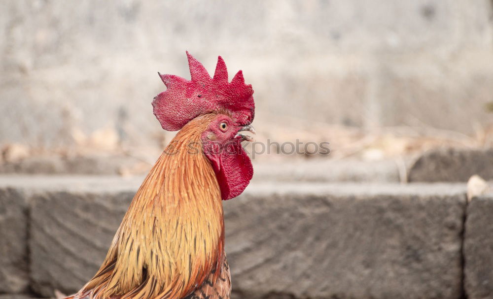 Similar – Cock (Güggel) Nature